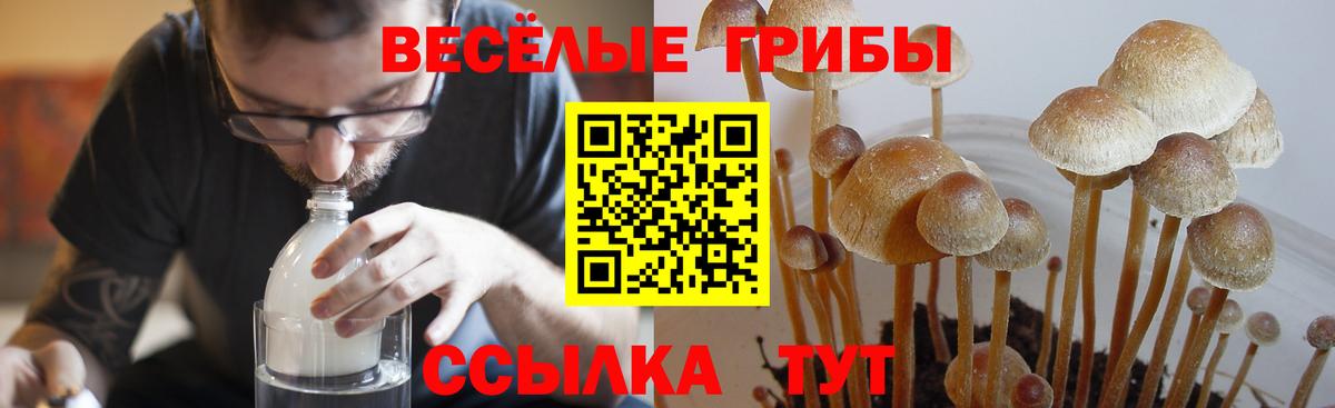 Камышин  Псилоцибиновые грибы прущие грибы  Псилоцибиновые грибы Magic Shrooms  Вход с VPN 